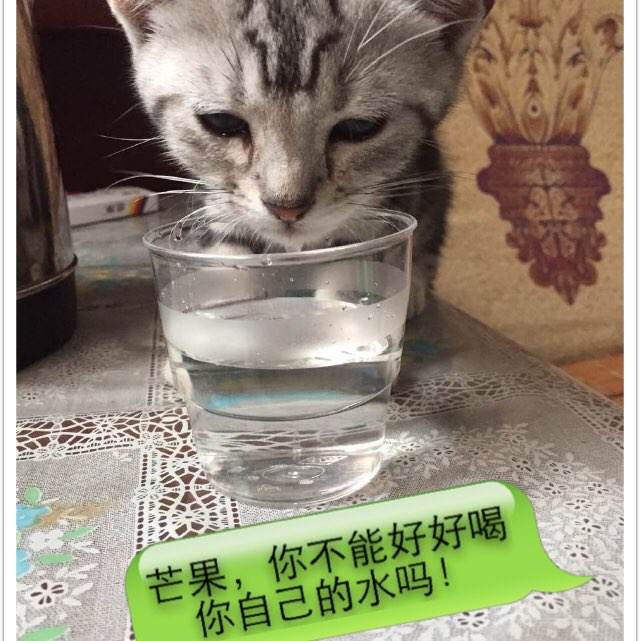 曼尼托巴省驾驶证怎么购买